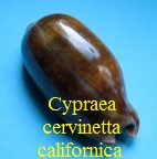 Cypraea cervinetta californica, Lorenz 2017